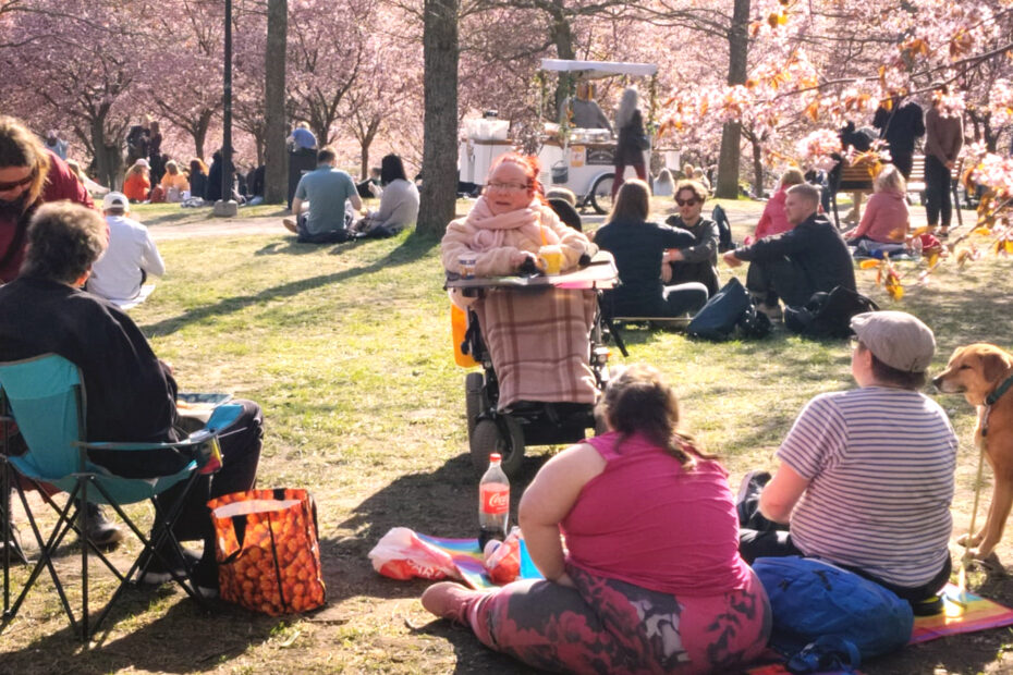 Kahden vähemmistön väkeä -ryhmän piknik ulkona kukkivien kirsikkapuiden puistossa.
