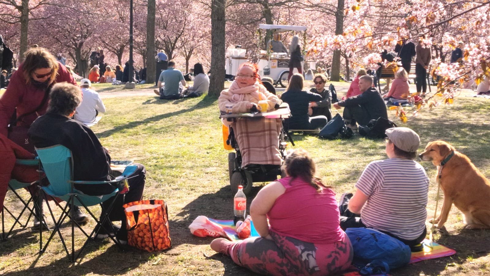 Kahden vähemmistön väkeä -ryhmän piknik ulkona kukkivien kirsikkapuiden puistossa.